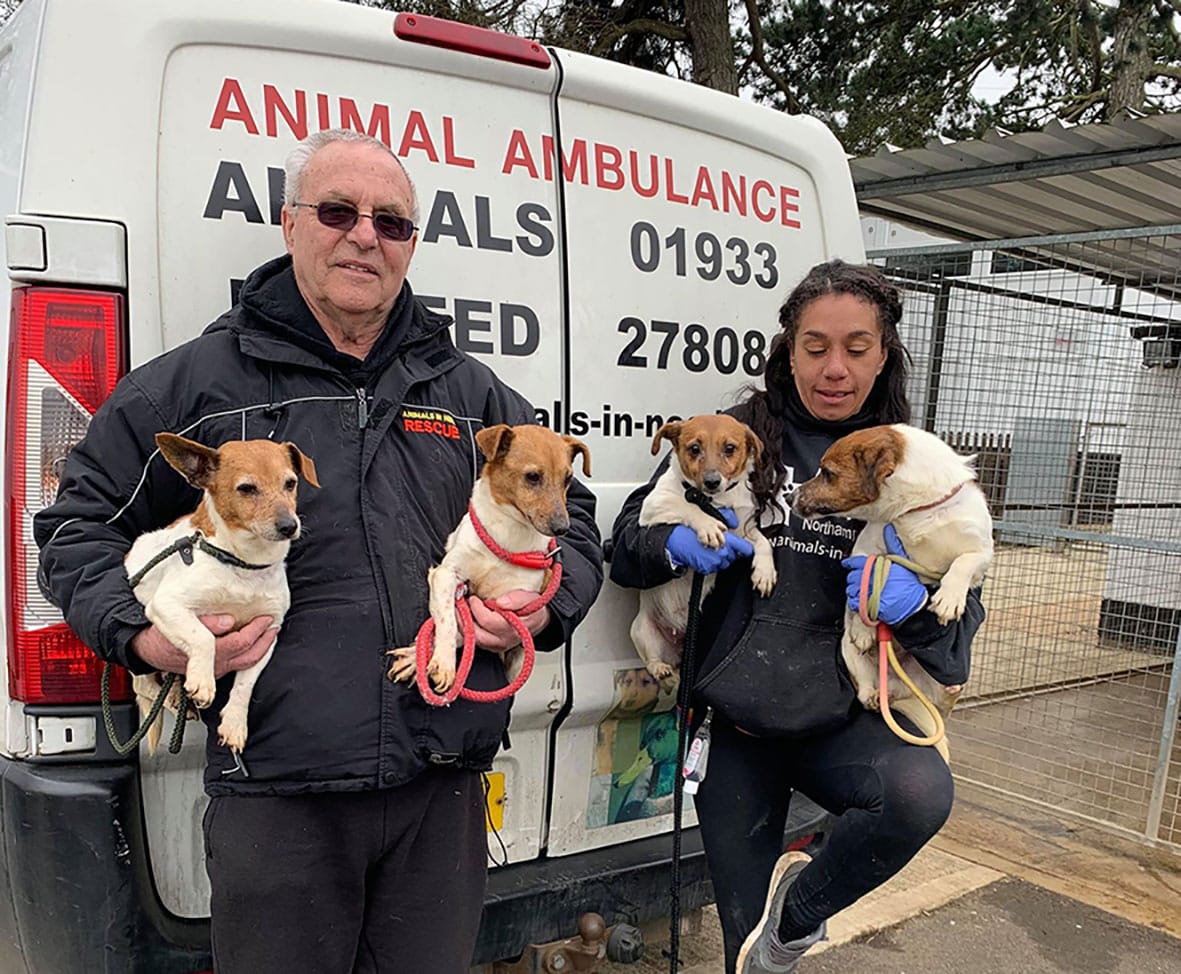 Dogs arrive at Animals In Need