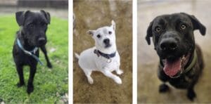 Dogs at Animals in Need