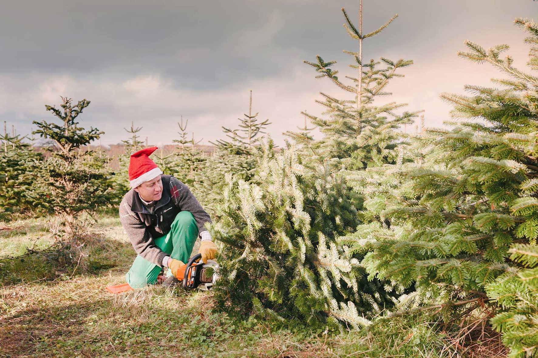 Cutting-the-Christmas-Tree | NN Pulse Cutting a tree at Stoke Goldington Christmas Trees